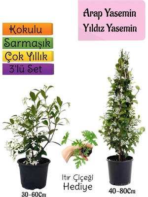 Şanal Bitkim Sende Kokulu Arap Yasemini, Yıldız Yasemin Fidanı, Itır Çiçeği Hediye 3'lü Peyzaj Seti