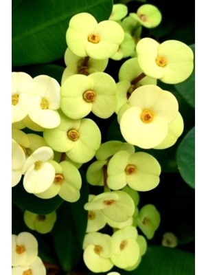 Şanal Nura Botanik Gold Euphorbia Dikenler Tacı Mini Boy 12-13CM, Sarı
