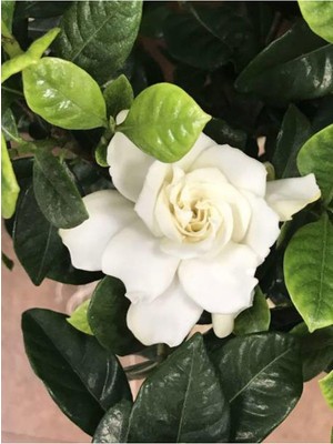 Şanal Nura Botanik Yoğun Kokulu Gardenya, 1 Adet Saksılı, 15-30CM, Beyaz Çiçek, Ev Ofis Salon Bitkisi