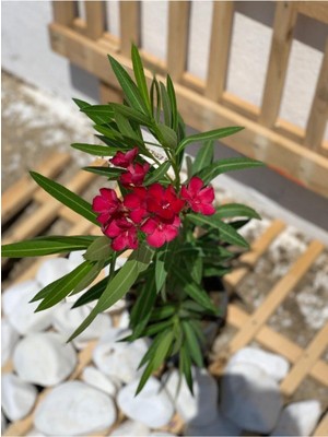 Şanal Nura Botanik Koyu Kırmızı Zakkum Çiçeği, Çok Yıllık, Saksılı, 30-60 cm