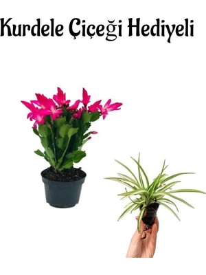 Şanal Gardenbox Pembe Çiçeği Hediyeli, Kurdele Çiçeği, Iç Mekan Bitkisi
