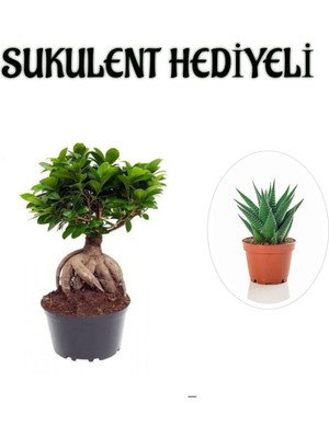 Şanal Gardenbox Hediyelik Bonsai Bitkisi, Sukulent Hediyeli, Teraryum Bitkisi