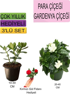 Şanal Nura Botanik 3'lü Set Para Çiçeği, Gardenya Çiçeği, Hediyelik Kırmızı Gül Fidanı