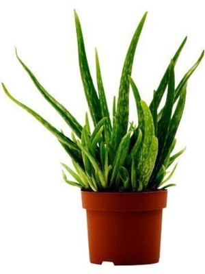 Şanal Nura Botanik Tüketilebilir Bol Yavrulu Aloevera Bitkisi, Sarı Sabır, Büyük Boy