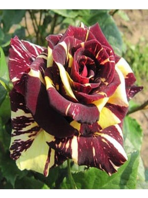 Şanal Gardenbox Sihirbaz Gülü Fidanı Saksılı, 40-60 Cm, Bodur, Çiçekli, Wizard Rose Sapling