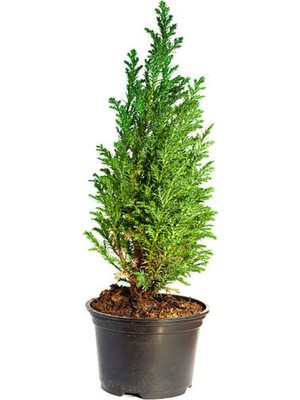 Şanal Serada Decor & Plant Leylandi Fidanı, 25-30 Cm, 10 Adet Tüplü, Dış Mekan Ağacı, Cupressocyparis Leylandii