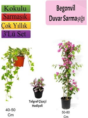 Şanal Nura Botanik Pembe Begonvil, Amerikan Duvar Sarmaşığı, Telgraf Çiçeği, 3'lü Set