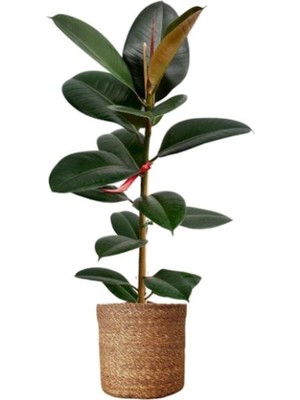 Şanal Nura Botanik Kauçuk Salon Çiçeği, 1 Adet, Saksılı, 20-45CM, Iç Mekan