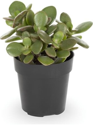 Şanal Gardenbox Crassula Ovata Mini Boy, Saksılı Canlı Para Yeşim Çiçeği