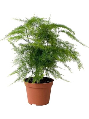 Şanal Nura Botanik Asparagus Setaceus Kuşkonmaz, Iç Mekan Bitkisi, Ø:12 Cm, H:35 cm