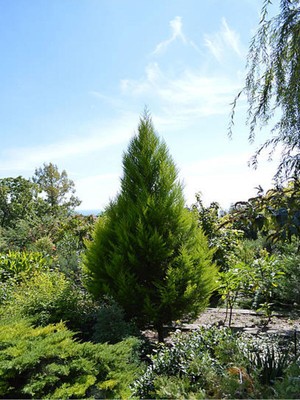 Şanal Serada Decor & Plant Leylandi Çam Fidanı, 30-40 Cm, 1 Adet Tüplü, Cupressocyparis Leylandii