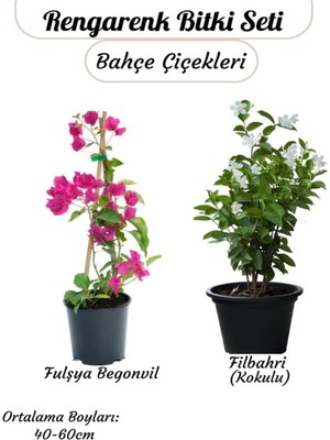Şanal Nura Botanik Kampanyalı Sarmaşık Bitki Seti, Filbahri (Philadelphus) + Fuşya Begonvil Çiçeği, 40-60 cm