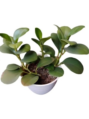 Şanal Nura Botanik Zümrüt Dalgası Çiçeği, Saksılı Sarmaşık Bitki, Peperomia, 10-30 Cm, 1 Adet