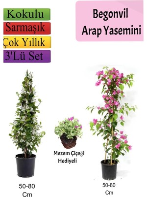 Şanal Nura Botanik Arap Yasemini, Pembe Begonvil, Mezem Çiçeği Hediyeli, 50-80 Cm, 3'lü Set
