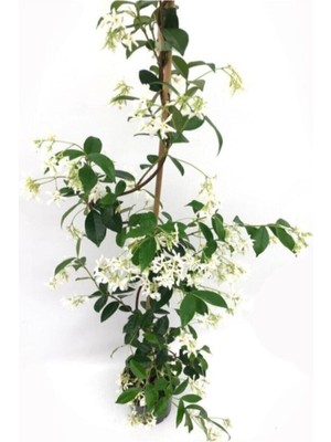 Şanal Serada Decor & Plant Arap Yasemin Kokulu Sarmaşık, Çok Renkli