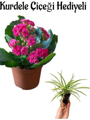 Şanal Gardenbox Pembe Kalanşo (Kalanchoe) Çiçeği, Hediyelik Kurdele Çiçeği