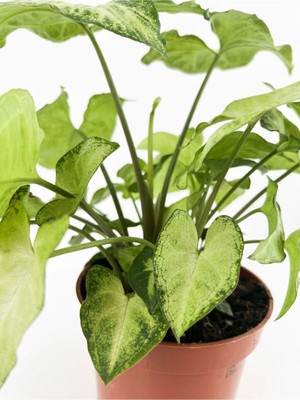 Şanal Gardenbox Melek Kanadı Sarmaşık, Syngonium Podophyllum, 50-60 Cm, Saksılı, Çok Renkli