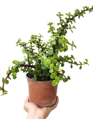 Şanal Nura Botanik Saksılı Yeşim Çiçeği, Portulacaria Afra, Bonsaiye Uygun, Hediyelik