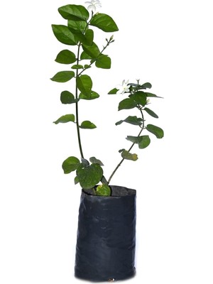 Şanal Bitkim Sende Saksılı Kokulu Ful Yasemin Fidanı Çiçeği 60-80CM
