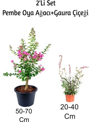Şanal Gardenbox Pembe Oya Ağacı Fidanı + Gaura Çiçeği 2'li Set, Dış Mekan Bitkisi, Çok Renkli