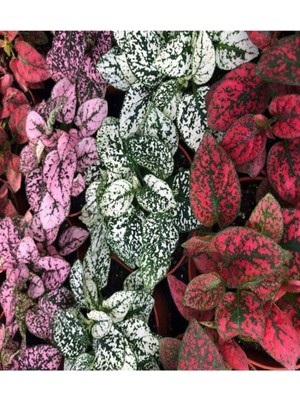 Şanal Bitkim Sende Hypoestes Bitkisi, 3 Renk, 20-40CM, Saksılı, Polka Dot Plant
