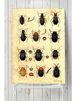 aklow akyoleticaret PSTER3196 Böcek Koleksiyonu Vintage Poster 80X115 cm