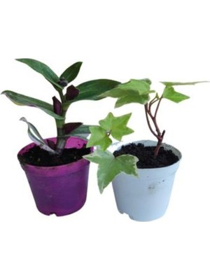 Şanal Gardenbox 2'li Mini Set Telgraf Çiçeği ve Hedara Helix Sarmaşığı