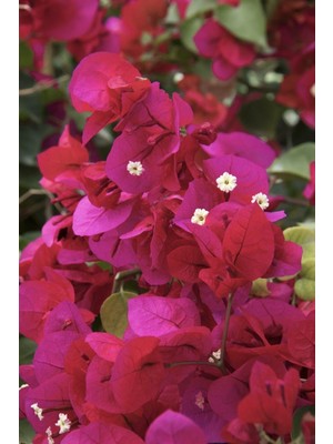Şanal Nura Botanik Bougainvillea Sarmaşık, Begonvil Sarmaşık Kırmızı, 20-25 Cm, 1. Kalite