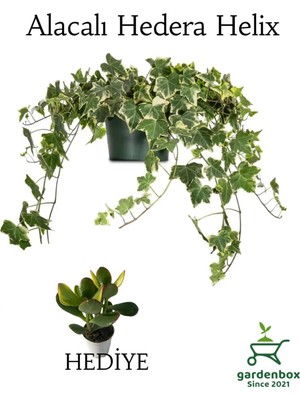 Şanal Nura Botanik Beyaz Alacalı Hedera Helix Sarmaşığı, Saksılı, 30-50 Cm, Yeşim Para Çiçeği Hediye