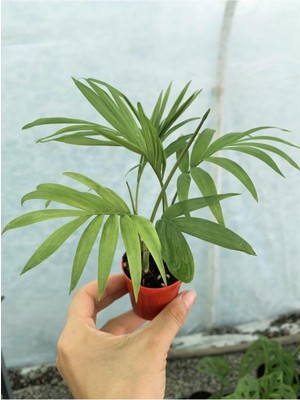 Şanal Nura Botanik Mini Areka Dağ Palmiyesi Fidanı, 15-30CM, Saksılı, Iç Mekan Bitkisi