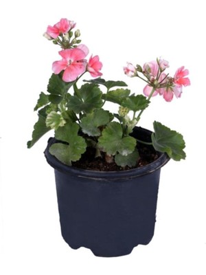 Şanal Serada Decor & Plant Sardunya Çiçeği Saksı'da, Pelargonium, Açık Pembe Renk