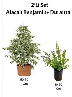 Şanal Nura Botanik Beyaz Alacalı Benjamin + Mor Çiçekli Duranta Dış Mekan Bitkisi, 2'li Set