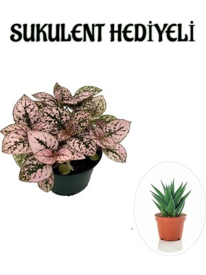 Şanal Gardenbox Toz Pembe Zarif Yapraklı Hostes Çiçeği, Sukulent Hediyeli
