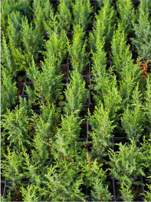 Şanal Serada Decor & Plant Leylandi Çam Fidanı, 20-30 Cm, 10 Adet, Dış Mekan Bitkisi, Cupressocyparis Leylandii