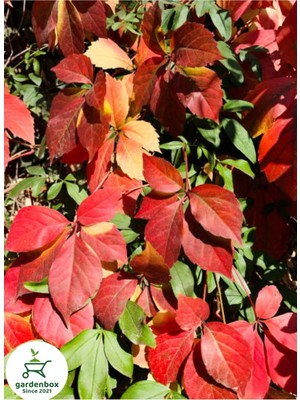 Şanal Serada Decor & Plant Amerikan Duvar Sarmaşığı, 65-80CM, Kırmızı, Dış Mekan Sarmaşığı