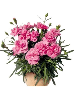 Şanal Nura Botanik Kokulu Pembe Karanfil Çiçeği Fidanı, 15-30CM Tüplü, Dış Mekan