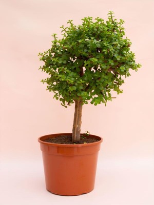 Şanal Serada Decor & Plant Saksılı Yeşim Para Çiçeği, Bonsai Yapımına Uygun, 15-30CM, Ofis Çiçeği, Yeşil