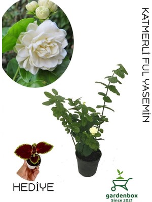 Şanal Nura Botanik Mis Kokulu Ketmerli Yasemin Çiçeği Saksılı 30-60 cm + Yaprak Güzeli