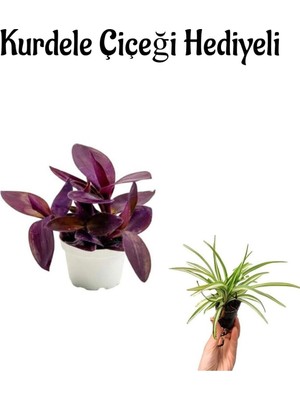 Şanal Nura Botanik Mor Telgraf, Kara Sevda Çiçeği, Kurdele Çiçeği Hediyeli