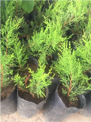 Şanal Gardenbox Limoni Selvi Fidanı, 8 Adet, 10-20CM Tüplü, Lemon Cypress Sapling