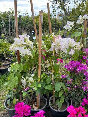 Şanal Gardenbox Beyaz Begonvil Çiçeği, 50-60 Cm, Bougainvillea