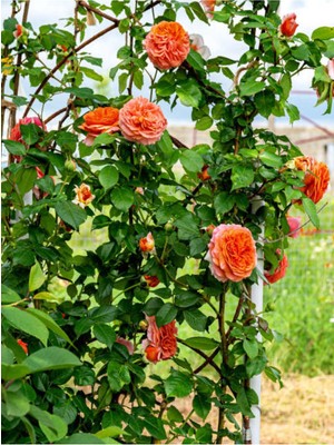Şanal Gardenbox Sarmaşık Gül, Turuncu, 60-80 Cm, 1 Adet Saksılı Aşılı