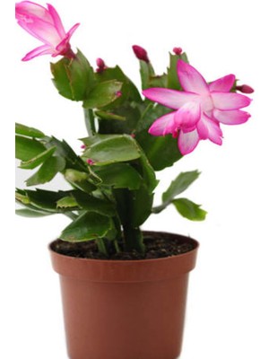 Şanal Nura Botanik Pembe Çiçekli Yılbaşı Çiçeği, 10-20 Cm, Iç Mekan Salon Bitkisi, Rhipsalidopsis, 1 Adet