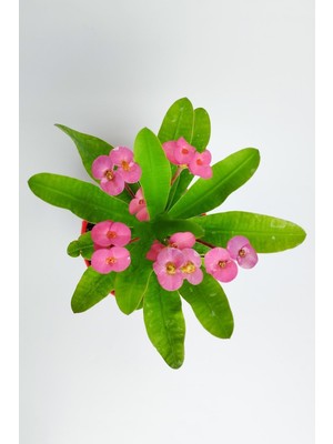 Şanal Serada Decor & Plant Pembe Dikenler Tacı Çiçeği, 15-25 Cm, Tüplü, Euphorbia Milii