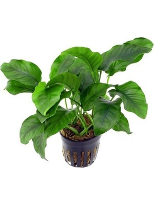 Şanal Anubias Barteri V. 5-6 Yapraklı Kök Canlı Bitki