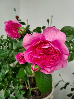 Şanal Nura Botanik Yediveren Kokulu Katmerli Pembe Gül Fidanı, Saksılı, 30-55 Cm, 1 Adet