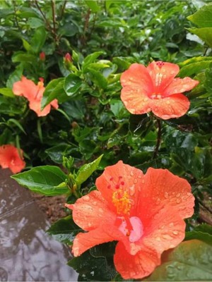 Şanal Nura Botanik Turuncu Japon Gülü Çiçeği Fidanı, 3 Adet Saksılı, 50-70 Cm, Hibiscus Rose