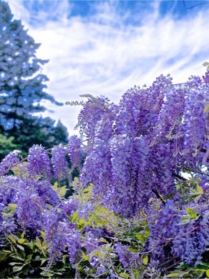 Şanal Videolu Mor Salkım 80 cm Saksılı/tüplü Dış Mekan Sarmaşık Bitkileri Wisteria