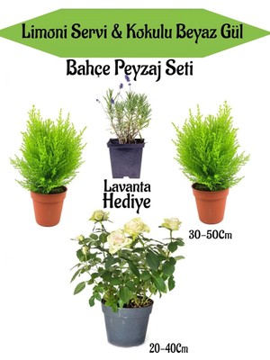 Şanal Bitkim Sende Peyzaj Seti, 2 Adet Limoni Servi Fidanı, 1 Adet Beyaz Gül Fidanı, Hediye Lavanta