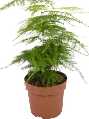 Şanal Nura Botanik Kuşkonmaz Tül Çiçeği, 1 Adet Saksılı, 15-30CM, Yeşil, Salon Çiçeği